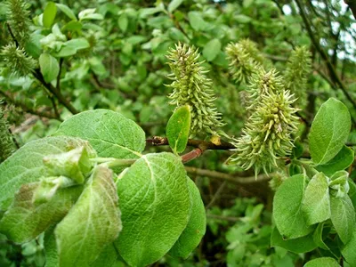 Ива белая, или Ива серебристая, или Ветла(лат. Salix alba)саженцы 30-40 см,  горшок 1л., цена в Новосибирске от компании Кирсанов Сергей Сергеевич