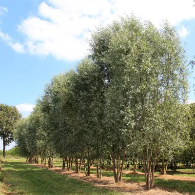 Ива белая Тристис (Salix alba 'Tristis') – Лиственные кустарники Буква «И»  - цветочный портал Ваш Сад!