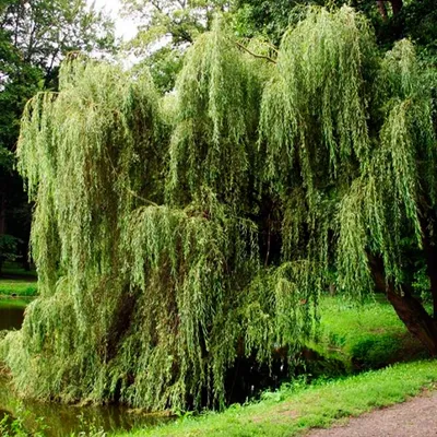 Ива \"Белая Прямоствольная\" (Salix alba)