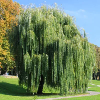Ива белая \"Чермезина\" (Salix alba Chermesina) - Питомник и Садовый центр  Русские Деревья