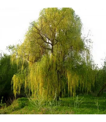 Ива белая (Salix alba) | Ракита. Питомник растений