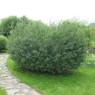 Ива гибридная Черничная - купить в садовом центре Gardenstreet