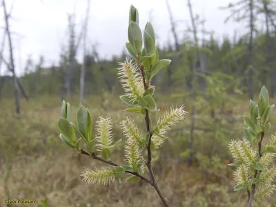 Salix myrtilloides L. - Ива черничная