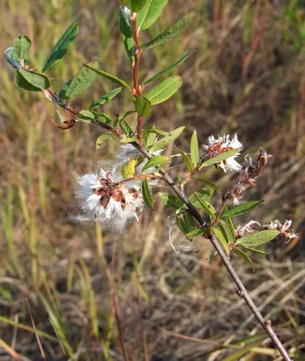 Salix myrtilloides - Image of an specimen - Plantarium