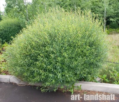MW0053948, Salix myrtilloides (Ива черничная), specimen
