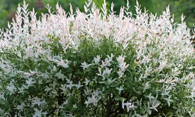 Salix myrtilloides L.