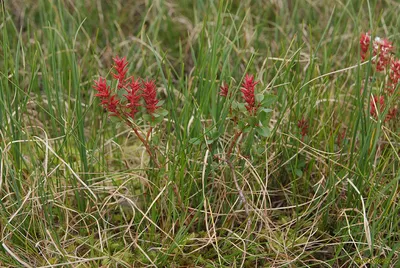 Ива буреющая - Salix fuscescens | Коллекционные растения