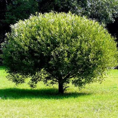 Ива вавилонская (Salix babylonica) — путеводитель по отдыху в Крыму
