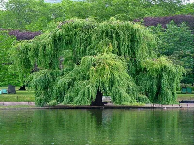 Ива белая (Salix alba) - Питомник и Садовый центр Русские Деревья