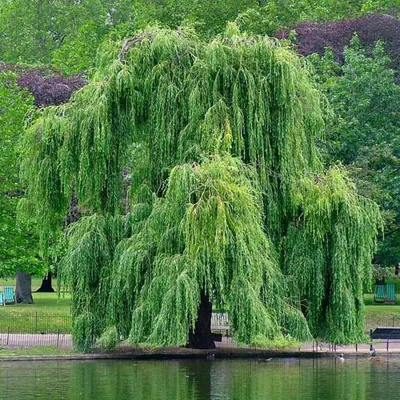 Ива золотистоволосистая (Salix sepulcralis)