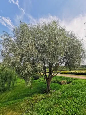 Купить саженцы Ивы Памяти Миндовского 🌱по цене от 0₽ из питомника с  доставкой | Питомник «Зелёная Фазенда»