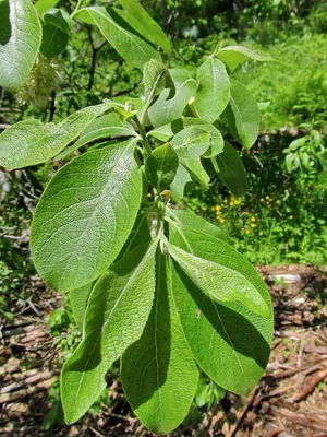 Ива белая серебристая \"Salix\"