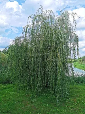 Ива белая, или Ива серебристая, или Ветла(лат. Salix alba)саженцы 30-40 см,  горшок 1л., цена в Новосибирске от компании Кирсанов Сергей Сергеевич