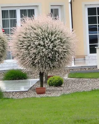 Ива Японская розовая тонкостолбиковая Маунт Асо. (Salix gracilistyla Mount  Aso) C15 купить в интернет-магазине ЦВІТСАД с доставкой по Украине