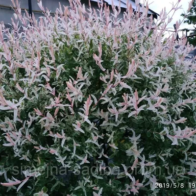 wash.sad - Японская ива Хакуро Нишики ( Hakuro Nishiki)😍Не похожа, но  причисляется к их семейству, что и привычная всем дикорастущая☝️В отличие  от обычной плакучей ивы, довольно крупного дерева с раскидистой кроной, эта