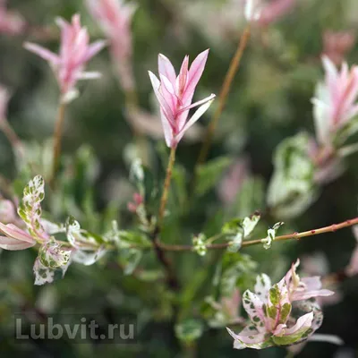 💐Ива Хакуро Нишики💐 🌺Ива Хакуро Нишики родом из Японии....