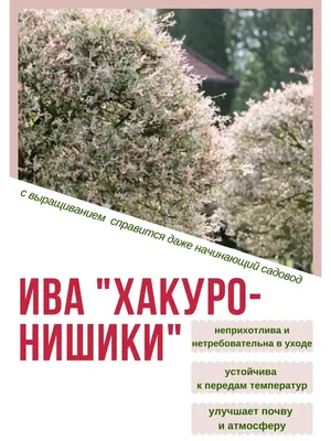 Ива Хакуро Нишики Р9 390 руб. AGRO44465