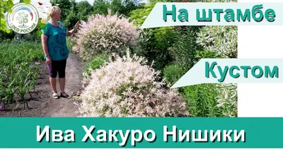 Саженцы Ивы на штамбе цельнолистной японской Хакуро Нишики (Salix integra  Hakuro Nishiki) С2 (ID#1543886568), цена: 320 ₴, купить на Prom.ua