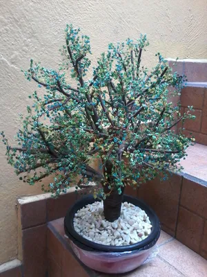 arbol bonsai chaquira | Bonsai, Bonsai garden, Garden