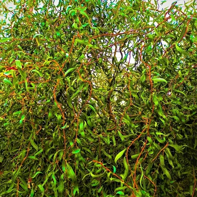 🌱 Ива вавилонская Tortuosa по цене от 3780 руб: крупномеры, саженцы -  купить в Москве с доставкой - интернет-магазин Все Сорта