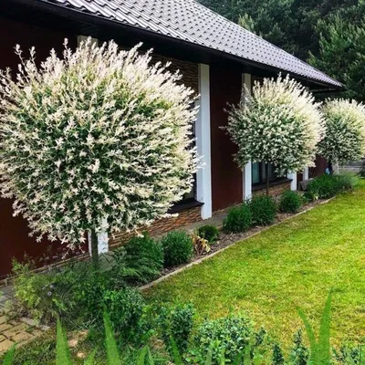Ива цельнолистная Hakuro Nishiki - Ива - GardenPlants