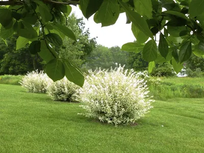 Ива цельнолистная японская Хакуро-Нишики на штамбе (код: Salix integra  Hakuro-Nishiki on shtambe)