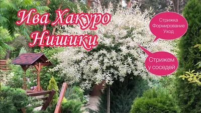 Ива \"Хакуро Нишики\" купить саженцы в Нижнем Новгороде.