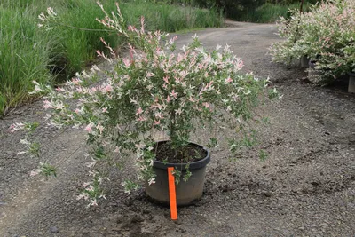 Ива цельнолистная Хакуро нишики (Salix integra Hakuro nichiki) | Dwarf  flowering trees, Back garden design, Front yard landscaping design