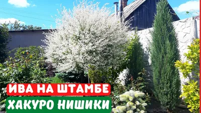 Ива хакуро в ландшафте (75 фото) »