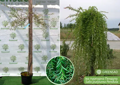 Ива козья (Salix caprea) — купите саженцы в контейнере в Краснодаре -  Прекраснодар — новогодние ёлочные базары в Краснодаре