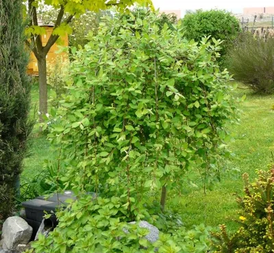 Ива козья Пендула (Salix caprea Pendula) - «Ива козья любима не только  козами, но и садоводами, а также часто используется ландшафтными  дизайнерами. » | отзывы