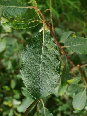 Ива козья (Salix caprea) — купите саженцы в контейнере в Краснодаре -  Прекраснодар — новогодние ёлочные базары в Краснодаре