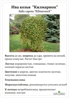 ИВА КОЗЬЯ ПЕНДУЛА ПУРПУРЕЯ горшок-с2 | Агрофирма «ФЛОС»