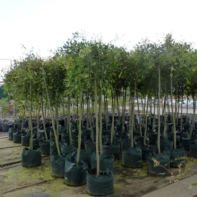 Ива козья Kилмарнок (Salix caprea Kilmarnock) купить саженцы недорого оптом  и в розницу - питомник растений Зелёный Рай
