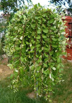 Ива козья (Pendula)