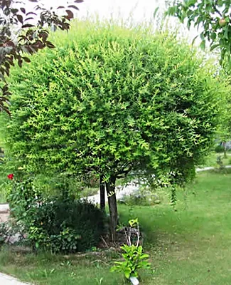 Ива козья (Salix caprea) — купите саженцы в контейнере в Краснодаре -  Прекраснодар — новогодние ёлочные базары в Краснодаре