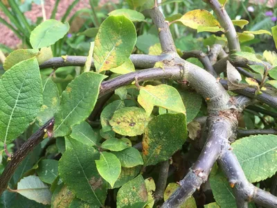 Ива козья Пендула — Salix caprea Pendula и крупномеры купить в Краснодаре -  описание сорта и фото | питомник растений Зеленый капитал