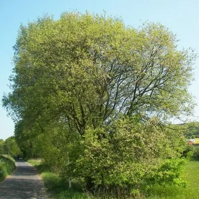Ива козья - Salix caprea - «Feel Green»
