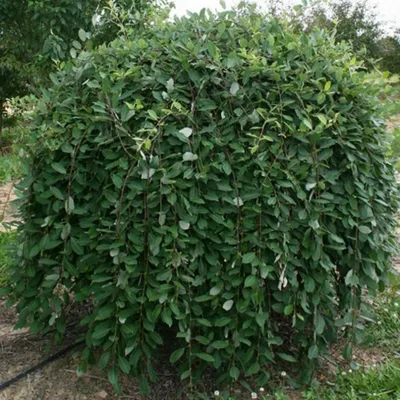Salix caprea - Изображение особи - Плантариум