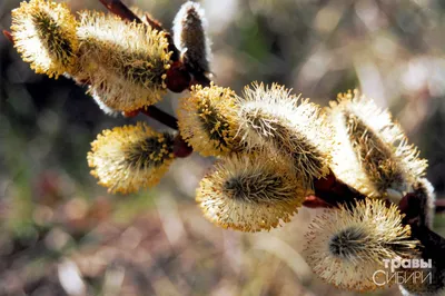 Ива козья Пендула — Salix caprea Pendula и крупномеры купить в Краснодаре -  описание сорта и фото | питомник растений Зеленый капитал