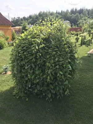 Болезни ивы и их лечение