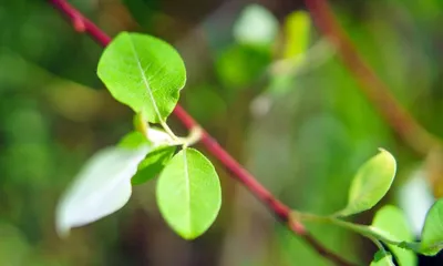 Ива козья (Salix caprea). Фото на сайте \"Грибы: информация и фотографии\"