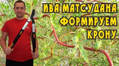 Купите Ива кудрявая 🌹 из питомника Долина роз с доставкой!