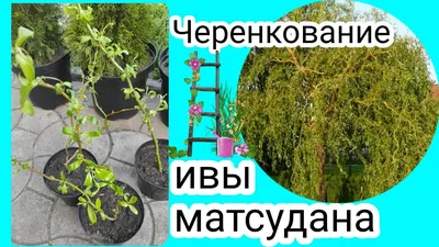 Ива кучерявая, посадка и уход. Ива кучерявая: посадка, уход, фото