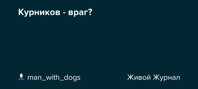 Ива: виды и сорта. Посадка, выращивание и уход. Фото — Ботаничка