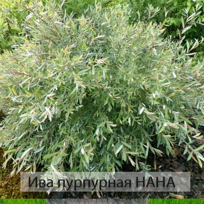 Ива \"Курниковская\" Р9 (горшок квадратный 9см) (3296635) - Купить по цене от  87.33 руб. | Интернет магазин SIMA-LAND.RU