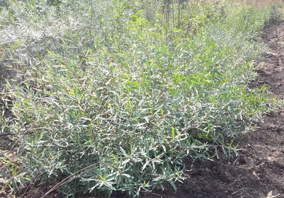 Ива булата (статья с множеством фото) - treepics.ru