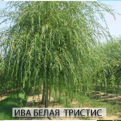 Salix eleagnos Scop., Ива лоховидная (World flora) - Pl@ntNet identify