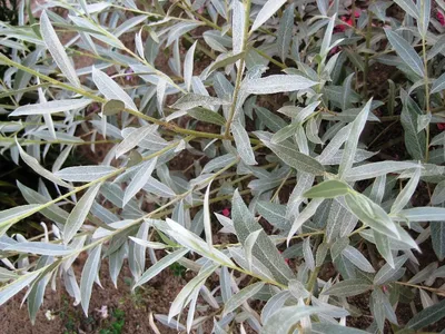 Ива лохолистная или лоховидная, Salix elaeagnos