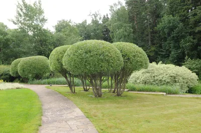 Ива ломкая, шаровидная (Salix fragilis) | Ракита. Питомник растений